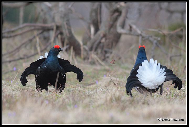 parade de tétras lyres